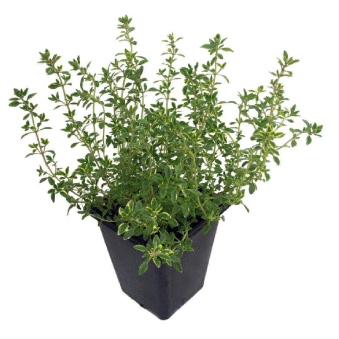 Thyme Gold Plant Thyme Live Plant 4Inches Pot Veggies Herb Plant Onsale ... - $17.36