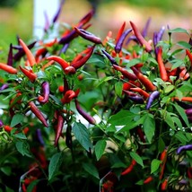 Lilac Mist Hot Pepper Seeds (5 Pcs) - Rare &amp; Exotic Garden Addition, Perfect for - £5.59 GBP