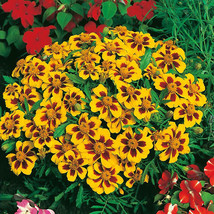 KKG 100 Seeds Dainty Marietta Dwarf Marigold Seeds 1190 Easy Grow - $8.97