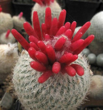 HOT Epithelantha micromeris @ buttom cactus globular flowering cacti see... - $27.00
