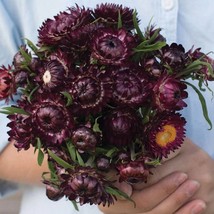 100 Purple Red Strawflower Flower Seeds Fresh Seeds From US - £10.79 GBP