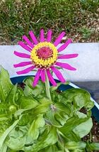 Fresh 50 Cosmos Seeds Dazzler Bipinnatus annual Butterfly - $4.00