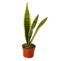 Snake Plant Laurentii-8&quot; Pot / Nursery Pot - $1,781.76 MXN