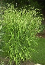100 River Oats Northern Sea Inland Ornamental Uniola Latifolia Grass See... - $285.31 MXN