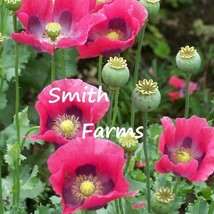 PWO 200+ Seeds Pepperbox Poppy Flowers Plants Garden Planting - £4.86 GBP