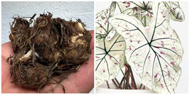 Cranberry Star Caladium bulbs live plant ppp Perennial mature root bulb rhizome - £25.65 GBP