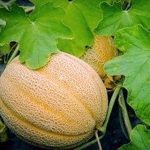 BStore Hales Best Jumbo Melon 19 Seeds Seeds Non-Gmo Cantaloupe Muskmelon - $8.59