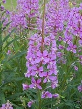 HGBO 40 Seeds Epilobium Fleischeri Fireweed Perennial Ground Cover Flower Seeds  - $8.35