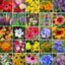 500+ Seeds! SOUTHEAST Wildflower Mix 25 Species Flower Gardening USA Non... - $12.00