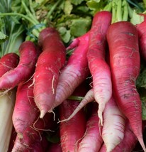 China Rose Radish Seeds Kaiware Winter Radish Fresh Fast Shipping - $3.98