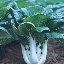 500 Canton Pak Choi Cabbage Seeds 2024 Heirloom Seed Usa Fresh Garden - £4.99 GBP