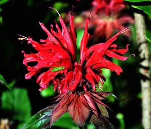 50 Seeds Bee Balm Scarlet Red Monarda Didyma Flowers Seeds Non-GMO - $9.99