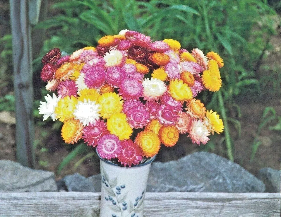 400 TALL MIX STRAWFLOWER Seeds Dried Cut Flowers Garden - €7,55 EUR