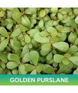 SR Golden Purslane Seeds, Portulaca Oleracea Sativa - $5.00
