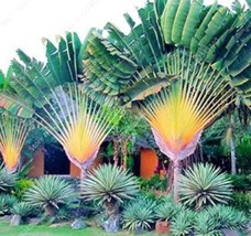 10 Seeds/ Bag Japan Cycas Drawf Seed Potted Sago Palm Tree Flower Plant Pot Deco - $11.25