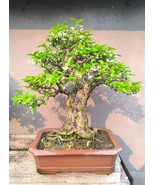 Bonsai Anting Putri (Wrightia Religiosa) Real Pict - $285.00