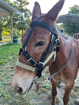 Mule Bridle Handmade. Solid Construction. USA Made - $71.02