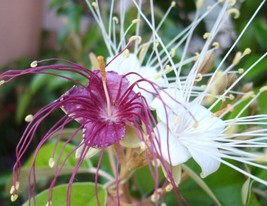 AWS Jamaican Caper Capparis Cynophallophora Fruit Florida Native Berry Seed 10 S - $12.14