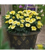 25+ Daisy Wheel Lemon Marigold Seeds - $15.41 CAD