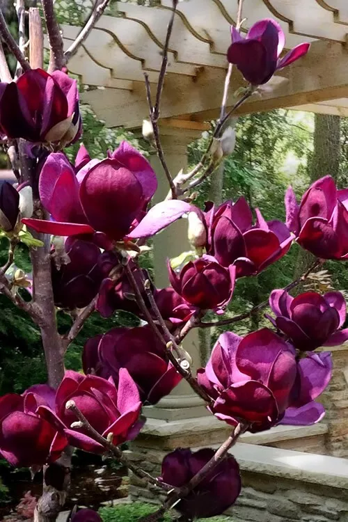 Genie Magnolia Hybrid Tree Deep Plum purple Fragrant Blooms Large 1 Gallon - £76.04 GBP