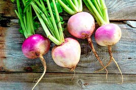 PURPLE TOP WHITE GLOBE TURNIP PORTUGAL Brassica Rapa 200 Fresh Seeds - €1,50 EUR