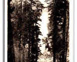 RPPC Trees Along Redwood Highway California CA UNP Postcard Z9 - $4.49