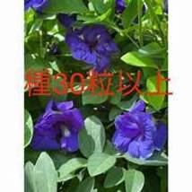 Rhizoma Iridis Orris Root Blue Flowers Seeds, 30 Seeds / Pack, Item NO. ... - £8.39 GBP