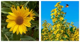 100 Seeds Sunflower Maximilian Perennial Flowers Butterflies Finches Garden - £12.98 GBP