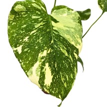 Monstera Thai Constellation, 4 inch, Variegated Deliciosa Rare Swiss Cheese Plan - £37.19 GBP