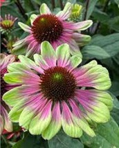 50 Pink Green Coneflower Seeds Echinacea Flowers Flower 1369Garden Beaut... - $15.98