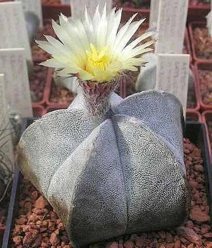Astrophytum coahuilense cactus
