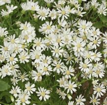 200 Seeds Aster, White Upland Perennial Xeriscape Full Sun Fall Blooms Non-GMO - £8.79 GBP
