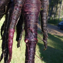 Fresh New Black Nebula Carrot Seeds Organic USA Seller - £3.83 GBP