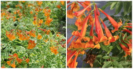 Trumpet Bush Esperanza Chicklet Orange Garden Live Plant 4&quot; Pot - C2  - $66.63