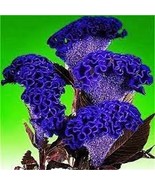 Celosia Cristata Blue Color 200 Seeds - $12.01