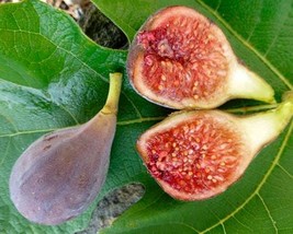 3 live cuttings - ficus Carica (common fig * black) zu pepper * fruit - £11.79 GBP