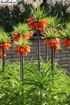 Hot Bonsai 200  pcs/Pack Red Yellow Imperial Crown Fritillaria Imperialis Lutea  - £8.23 GBP