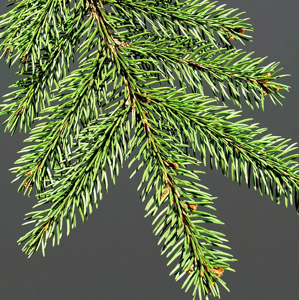 Norway Green Spruce 50 Seeds - Christmas Trees Fast Shipping - £7.02 GBP