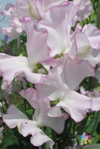 50 Queen of Hearts Sweet Pea Seeds for Garden Planting  - $8.47