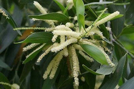 FREE SHIPPING Acacia mangium Black &amp; Hickory Wattle Forest Mangrove 20 Seeds - £14.29 GBP