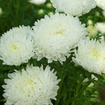 Aster Seed Aster Callistephus Paeony White Double Flower Seeds 2000 Seeds Fresh  - £15.26 GBP