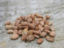 Bean Seeds - Shell - Pinto - Vegetable Seeds - Outdoor Living - Gardening - $33.99