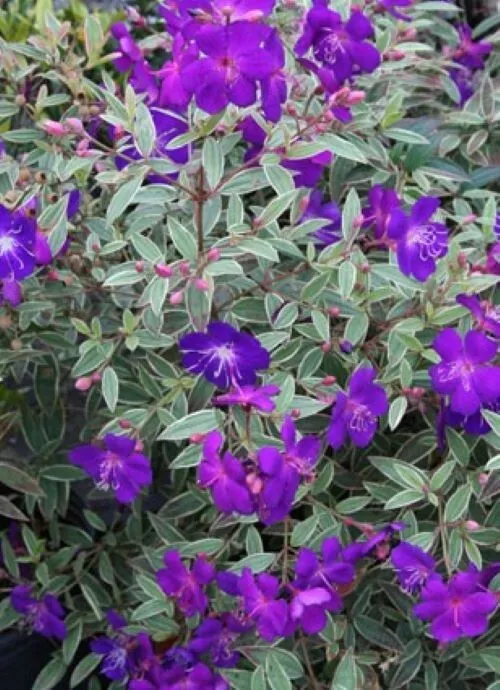 4&quot;&quot; Pot Variegated Purple Princess Glory Tibouchina Lepidota grandifolia - £38.75 GBP