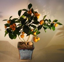 Orange Citrus Bonsai Tree   (&quot;Calamondin&quot; Orange)  - £91.15 GBP