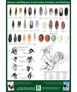 Bantam and Miniature Fowl Feather Variations 42 X 29.5cm A3 New Poultry ... - £5.41 GBP