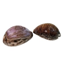 Tiger Cowrie Shells Carved Hawaii Sea Shell Windsurf Souvenir Travel Beach Ocean - £10.34 GBP