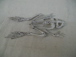 Squashed Frog Skeleton Creepy Toad Halloween Prop Decor Haunted Lab Witches Brew - £7.04 GBP