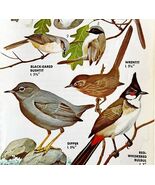 Bushtit Bulbul Verdin Varieties &amp; Types 1966 Color Bird Art Print Nature... - $28.01 CAD