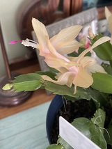 (2)Orange Creme Christmas cactus Plant Cutting - $3.99