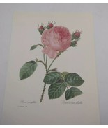 P J Redoute Beautiful Flowers Rose Botanical Art Print Book Plate 119 - $11.86